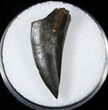 Nanotyrannus Tooth With Interesting Wear #14938-1